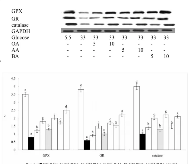 Figure 2. Effect of OA, AA or BA upon protein expression of GPX, GR and catalase.  H9c2 cells were pre-treated with OA, AA or BA at 5 or 10 M and followed by adding 33 mM glucose (G33)