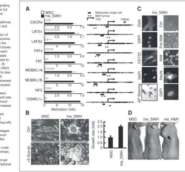 Figure 6. TDM of SWH signaling pathway is not sufficient for full MSC transformation. In vitro methylation of the main components within SWH pathway ( me_SWH) was carried out and transfected cells were characterized