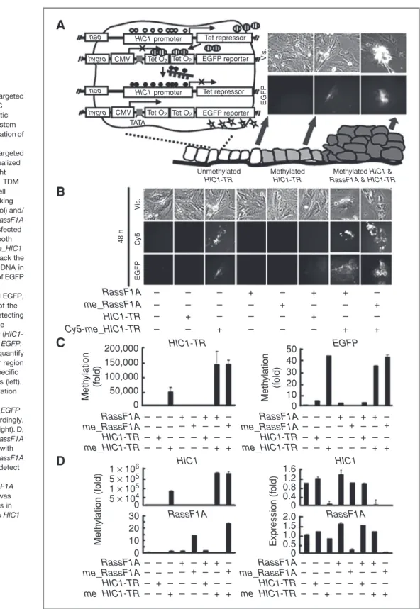 Figure 2. Visualization of targeted DNA methylation and MSC transformation. A, schematic diagram of the reporter system (left; construction and validation of the obtained clones in
