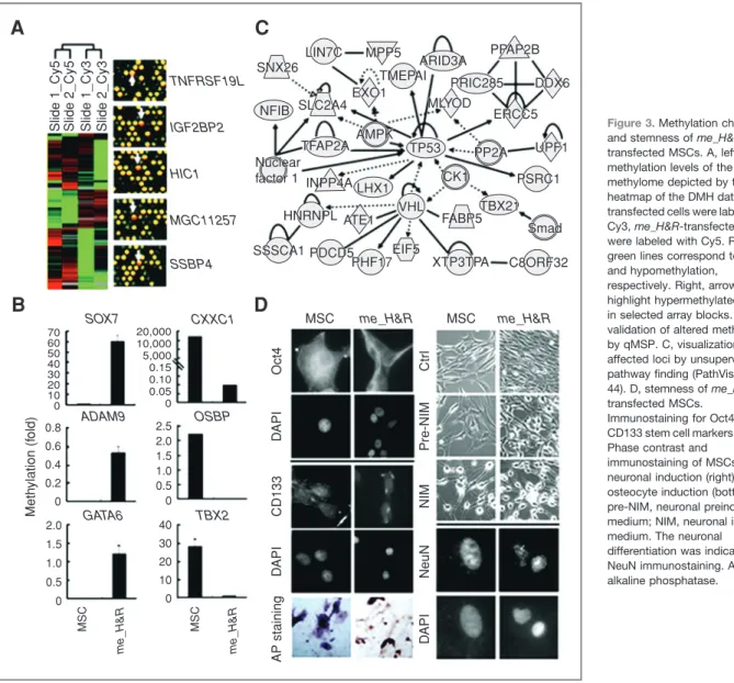 Figure 3. Methylation changes and stemness of  me_H&amp;R-transfected MSCs. A, left, altered methylation levels of the MSC methylome depicted by the heatmap of the DMH data