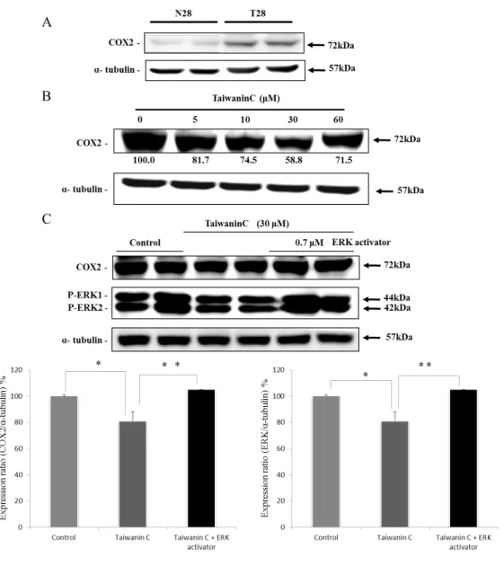 Figure 4. Taiwanin C supresses COX2 and ERK activation. Western blot analysis on  the influence of taiwanin C in COX2 expression in T28 oral cancer cells (A), in N28  normal oral cells (B) and the influence of ERK activator-taiwanin C co-treatment on  COX2
