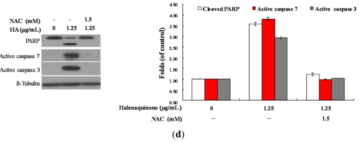 Figure  6.  The  apoptotic  induction  of  HQ  in  Molt  4  cells  involves  ROS  production.