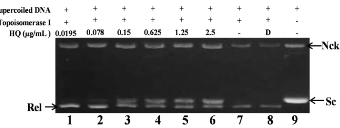 Figure 2. Effect of HQ on topo I activity. Lanes 1–6: HQ (0.0195, 0.078, 0.15, 0.625, 1.25 and  2.5  μg);  Lane  7:  plasmid  DNA  +  topo  I;  Lane  8:  plasmid  DNA  +  topo  I  +  solvent control (induction of DNA relaxation); Lane 9: negative control p