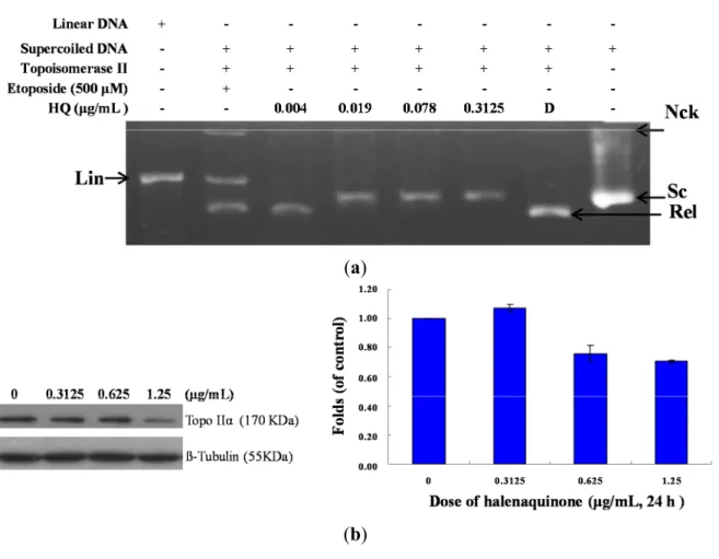 Figure  3.  Effect  of  HQ  on  topo  II  activity.  (a)  The  effect  of  HQ  on  topo  Iiα  mediated supercoiled  pHOT1  plasmid  DNA  relaxation  with  the  cell-free  system
