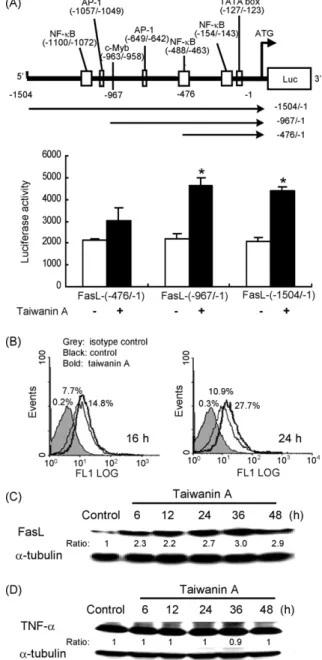 Fig. 3. Effect of taiwanin A on the transcriptional activity, and protein expression of FasL