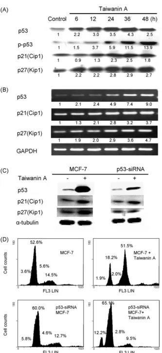 Fig. 5. Effects of taiwanin A on the protein and mRNA expression of p53, p21 Cip1 , and p27 Kip1 in 7 cells or in p53 gene knock-down 7 cells