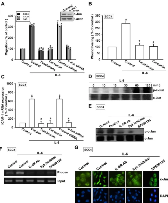 Figure  6.  Activator protein 1 (AP-1) is involved in IL-6-mediated migration in human OSCC  cells