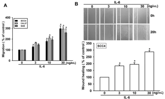 Figure 2. IL-6 increases cell migration by upregulating intercellular adhesion molecule-1 (ICAM-1)
