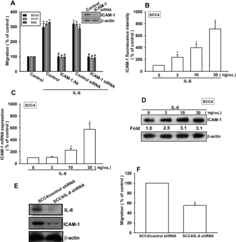 Figure  3.  IL-6 and IL-6R interaction promotes cell migration and ICAM-1 expression.  