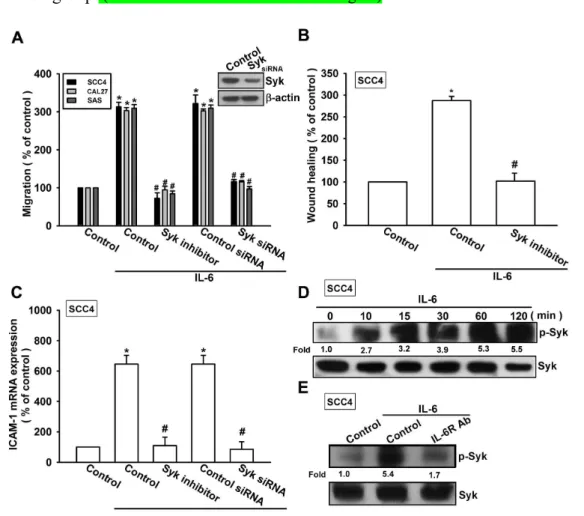 Figure 4. Syk is involved in IL-6-induced migration and ICAM-1 expression. (A–C) Cells were pretreated for 30 min with Syk inhibitor (10 μM) or transfected with Syk siRNA for 24   h  and   stimulated   with   IL-6  (30   ng/mL)  for   24  h