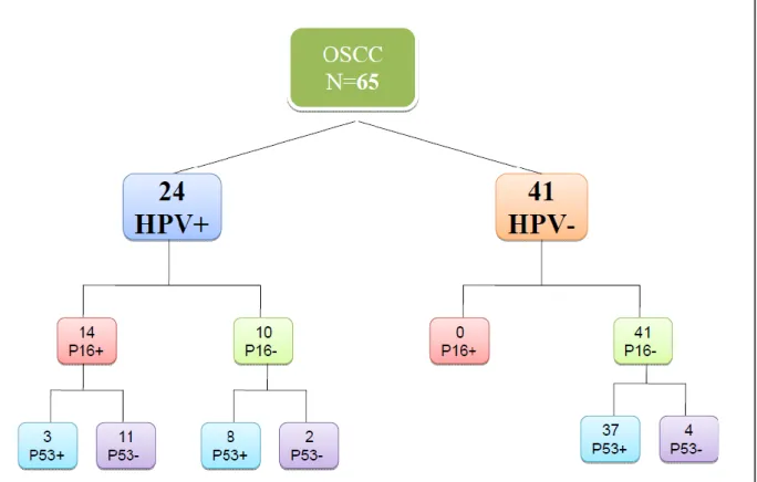 FIGURE 1. Distributions of the test results of HPV by ISH and IHC of p16 INK4A  and p53 in 65  patients with OSCC