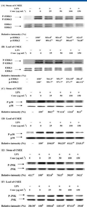 Figure 4. Effects of stem and leaf of CSEE on activation of NF-κB. (A) RAW 264.7 macrophages were preincubated with 150 µg mL −1 stem or leaf of CSEE for 14 h and then treated with either DMSO vehicle control or 10 ng mL −1 LPS for 30 min