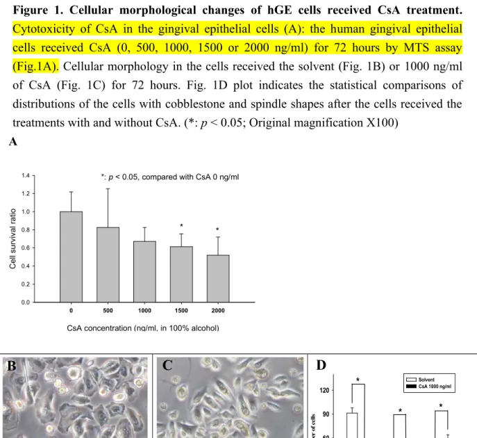 Figure   1.   Cellular   morphological   changes  of   hGE   cells  received   CsA   treatment.
