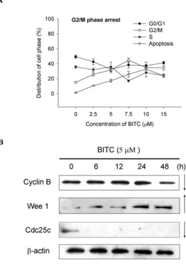 Figure 2. BITC induces cell cycle arrest and affects associated protein in DU 145 cells