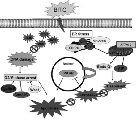 Figure 9. The proposed signaling pathways of the BITC-induced G2/M arrest and apoptosis in DU 145 cells.
