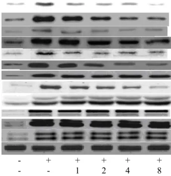 Fig. 5. Effects of SMC upon HIF-1, NF-κB p50, NF-κB p65 and MAPK expression determined by western blot analyses