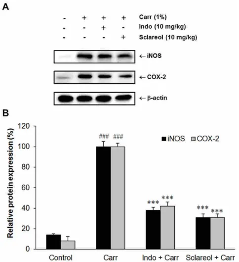 Figure 6. Sclareol reduced expression of inflammation-associated proteins in edema paw induced