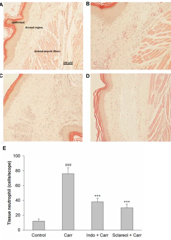 Figure 7. Pathological examinations on Carr-induced edema paw tissues after treatments