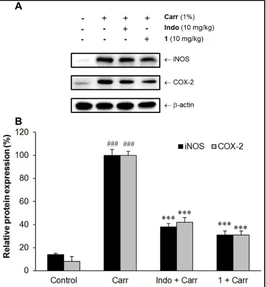 Figure 5. Sclareol (1) reduced expression of inflammation-associated proteins in edema paw  induced by Carr