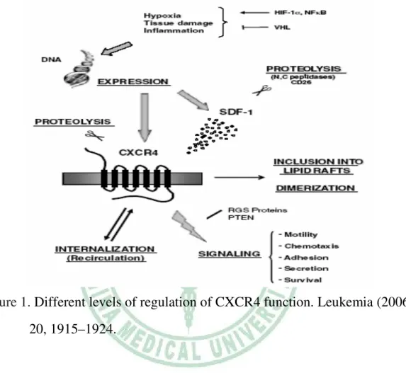 Figure 1. Different levels of regulation of CXCR4 function. Leukemia (2006)                            20, 1915–1924