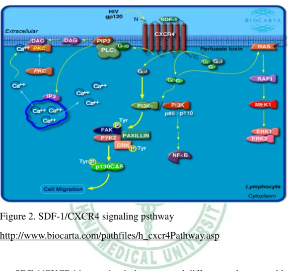 Figure 2. SDF-1/CXCR4 signaling psthway 