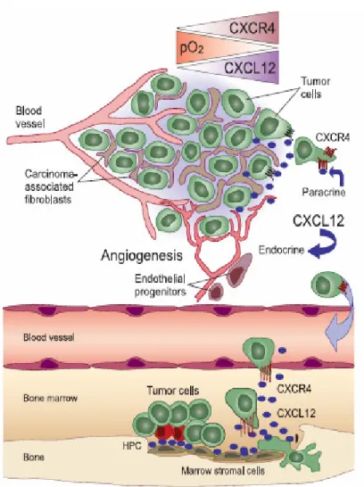 Figure 3. Importance of the CXCR4 chemokine receptor and its ligand,  CXCL12, in the tumor microenvironment and for targeted metastasis