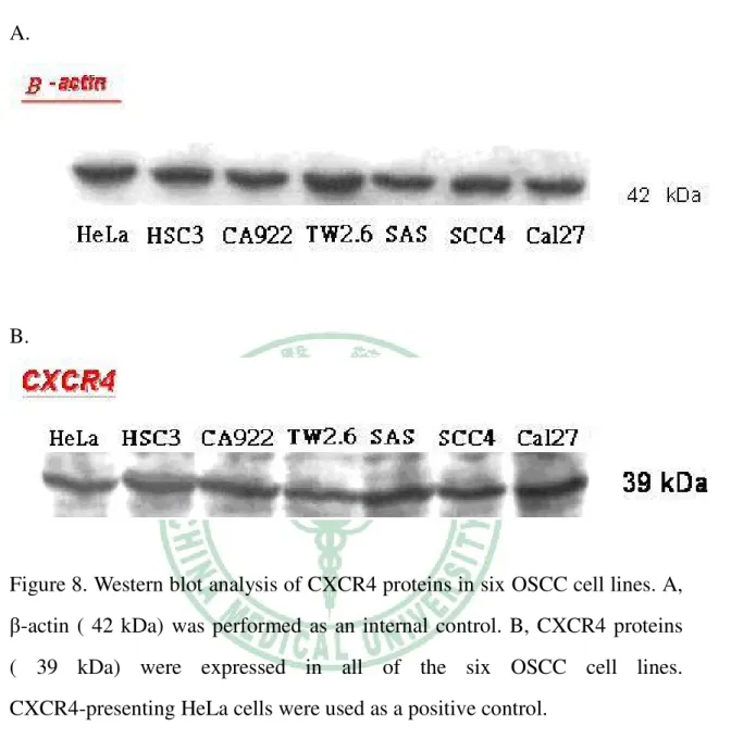 Figure 8. Western blot analysis of CXCR4 proteins in six OSCC cell lines. A,  β-actin  (  42  kDa)  was  performed  as  an  internal  control