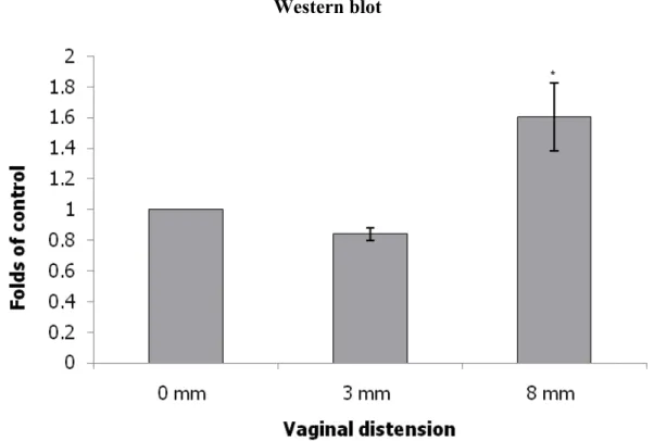 Fig. 4  Alterations  of LOX  expression  in transverse sections of the mid-urethra  as indicated by  immunofluorescence  staining  (LOX:  green)  (A:  0  mm; B: 3 mm C: 8 mm) and Western blot (D) after VD in the different groups
