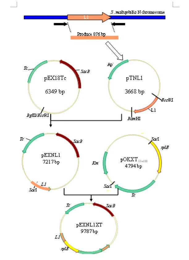 Fig. 2. Construction of plasmid pEXNL1XT. 