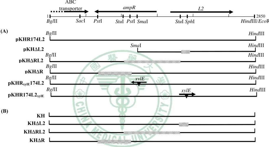 Fig. 1. Restriction enzyme map of a segment of the S. maltophilia KH chromosome surrounding the ampR-L2 module