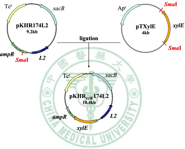 Fig. 2. Construction of pKHR xylE 174L2. 
