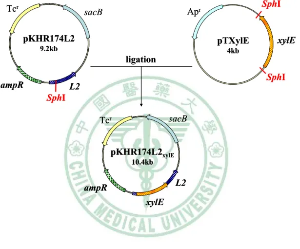 Fig. 3. Construction of pKHR174L2 xylE . 