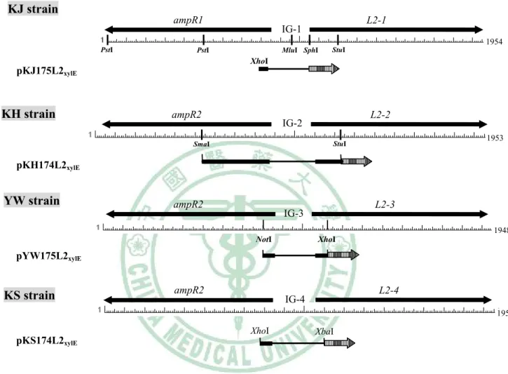 Fig. 8. Restriction enzyme maps of the ampR-L2  modules of the S. 