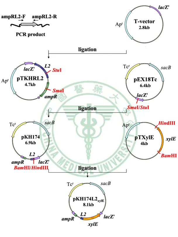 Fig. 9. Construction of pKH174L2 xylE . 