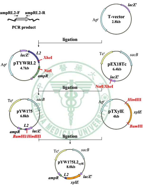 Fig. 10. Construction of pYW175L2 xylE . 