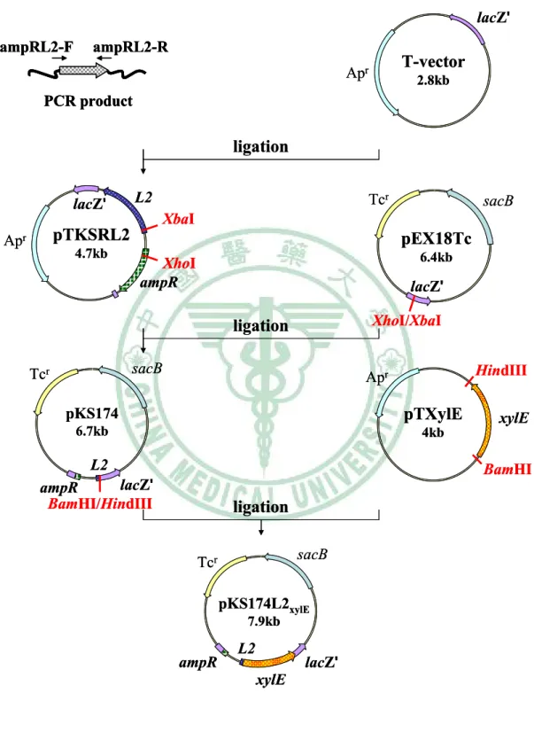 Fig. 11. Construction of pKS174L2 xylE . 