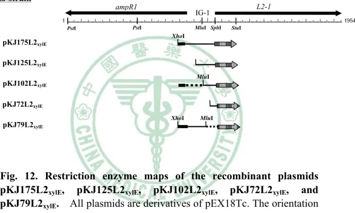 Fig. 12. Restriction enzyme maps of the recombinant plasmids  pKJ175L2 xylE , pKJ125L2 xylE , pKJ102L2 xylE , pKJ72L2 xylE , and  pKJ79L2 xylE 