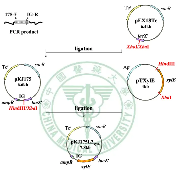 Fig. 13. Construction of pKJ175L2 xylE . 