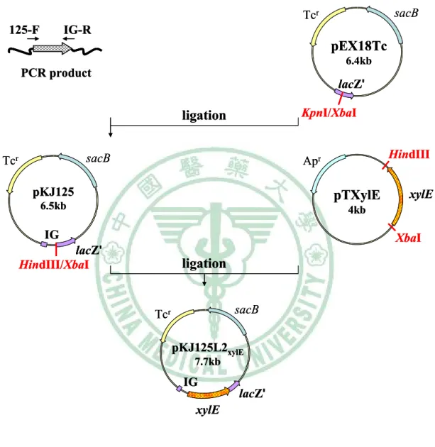 Fig. 14. Construction of pKJ125L2 xylE . 
