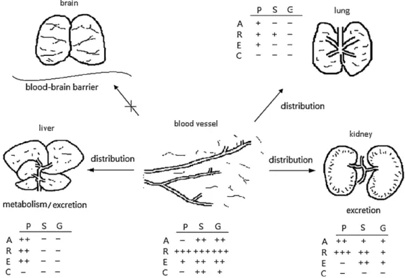 Fig. 4. Tissue distributions of anthraquinones after the 7th dose of RP in rats (P, parent form; S, sulfates; G, glucuronides; A, aloe-emodin; R, rhein; E, emodin; and C, chrysophanol).