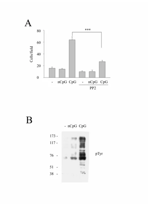 Figure 1.    Involvement of Src family kinases in CpG-induced macrophage  migration.  Raw264.7 cells were pretreated with PP2 (10 μM) for 20 min and then  cells were stimulated without or with nCpG or CpG (0.3 μg/ml) for 48 hrs