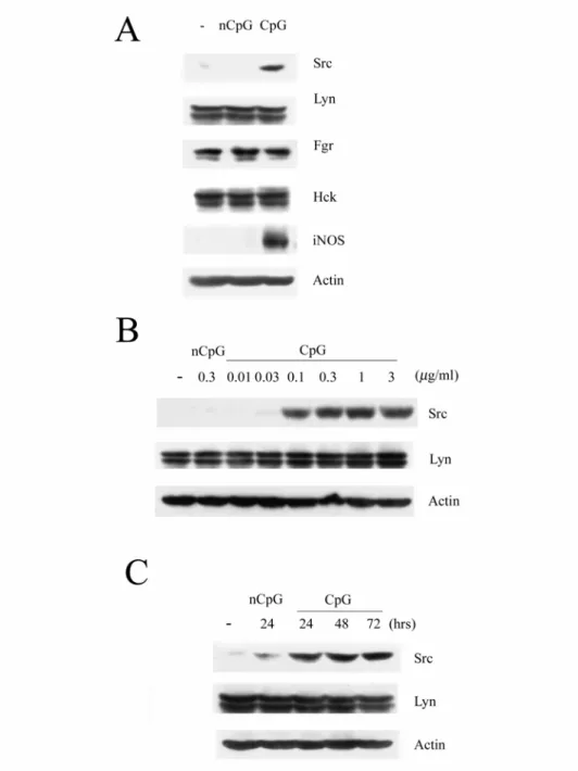 Figure 2.    Src expression is enhanced in CpG-treated Raw264.7 macrophages.   