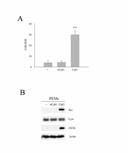 Figure 3.    CpG enhanced Src expression and cell migration in rat peritoneal  macrophages (PEMs)