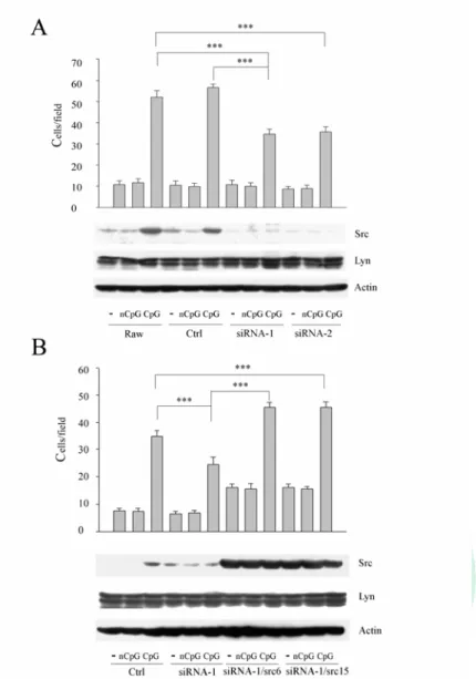 Figure 4.    Involvement of Src in CpG-induced macrophage migration. (A)  Raw264.7 and its derived control (Ctrl) and Src attenuated cells (siRNA-1,-2) were  treated without or with nCpG or CpG (0.3 μl/ml) for 48 hrs