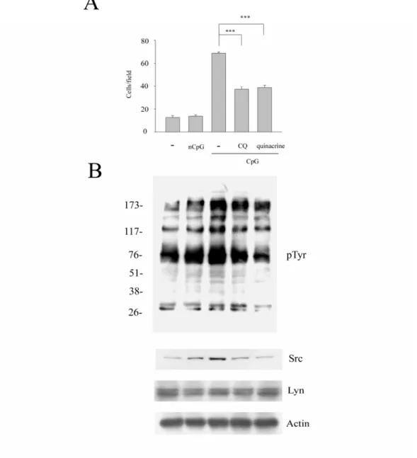 Figure 5.    CpG-induced Src expression and cells migration are via 