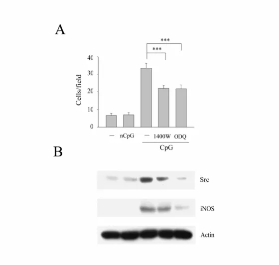 Figure 6.    The inhibitory effect of 1400W and ODQ on CpG-induced cell 
