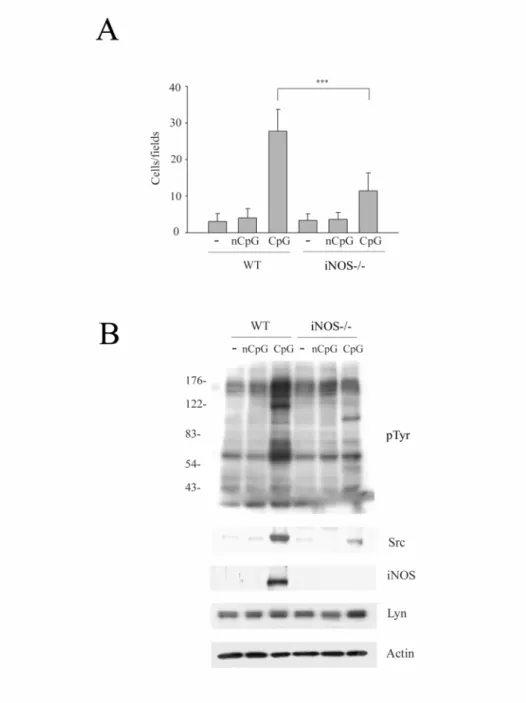 Figure 7.    iNOS is required for macrophage migration mediated by CpG.   