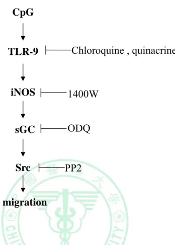 Figure 8.    A model illustrates CpG-induced Src expression and macrophage  migration