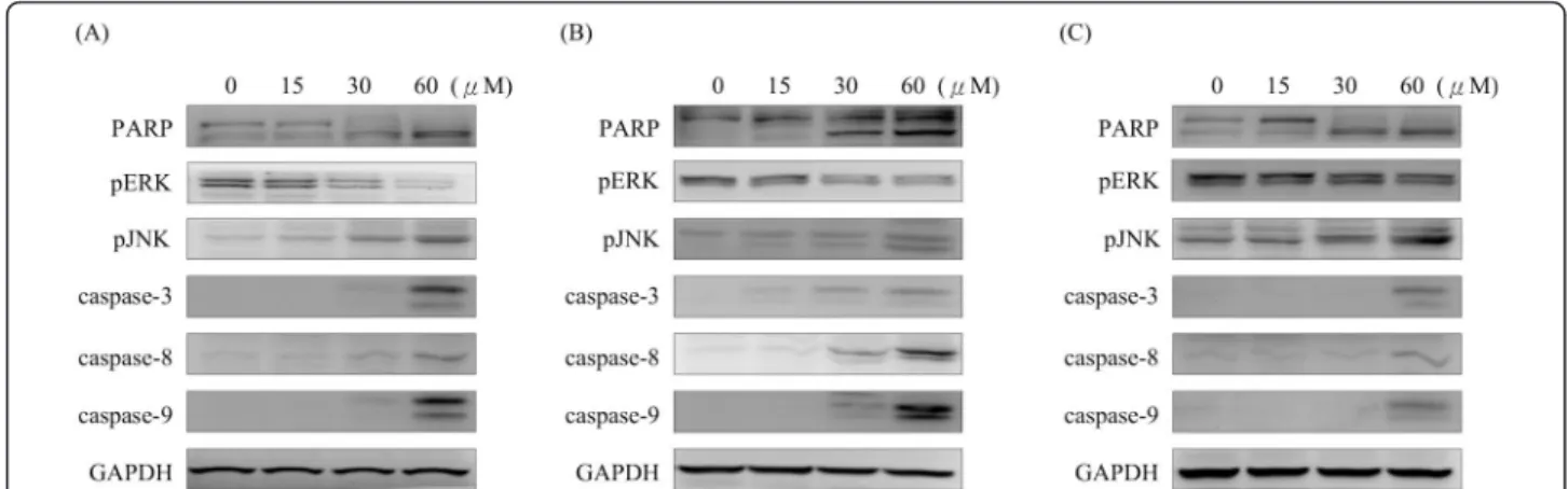 Figure 7 Effects of squamocin on apoptosis. Cells were treated with 15, 30, and 60 μM squamocin for 24 h