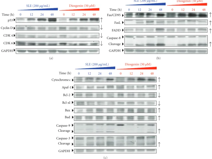 Figure 6: SLE and diosgenin altered the levels of G 0 /G 1 phase and apoptotic relative proteins in WEHI-3 cells